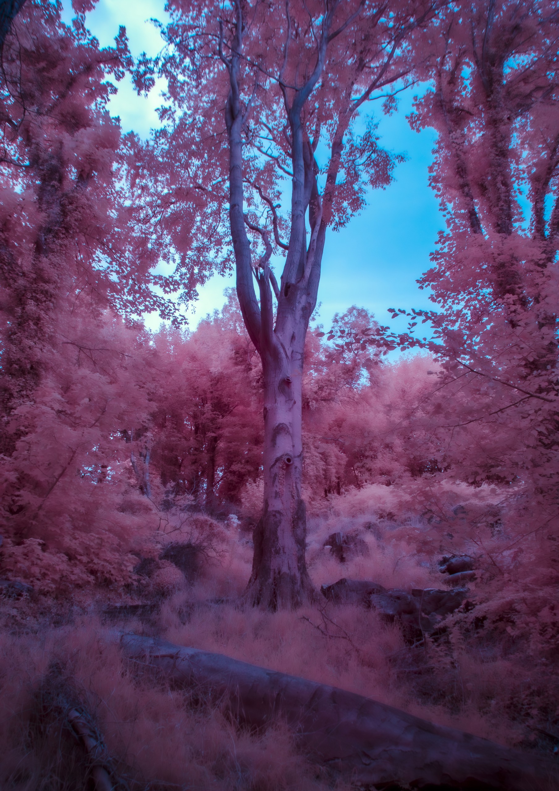 Infrared photography album